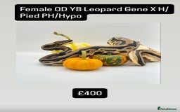 Python Snake reptiles for sale: Royal pythons for sale - Image 7