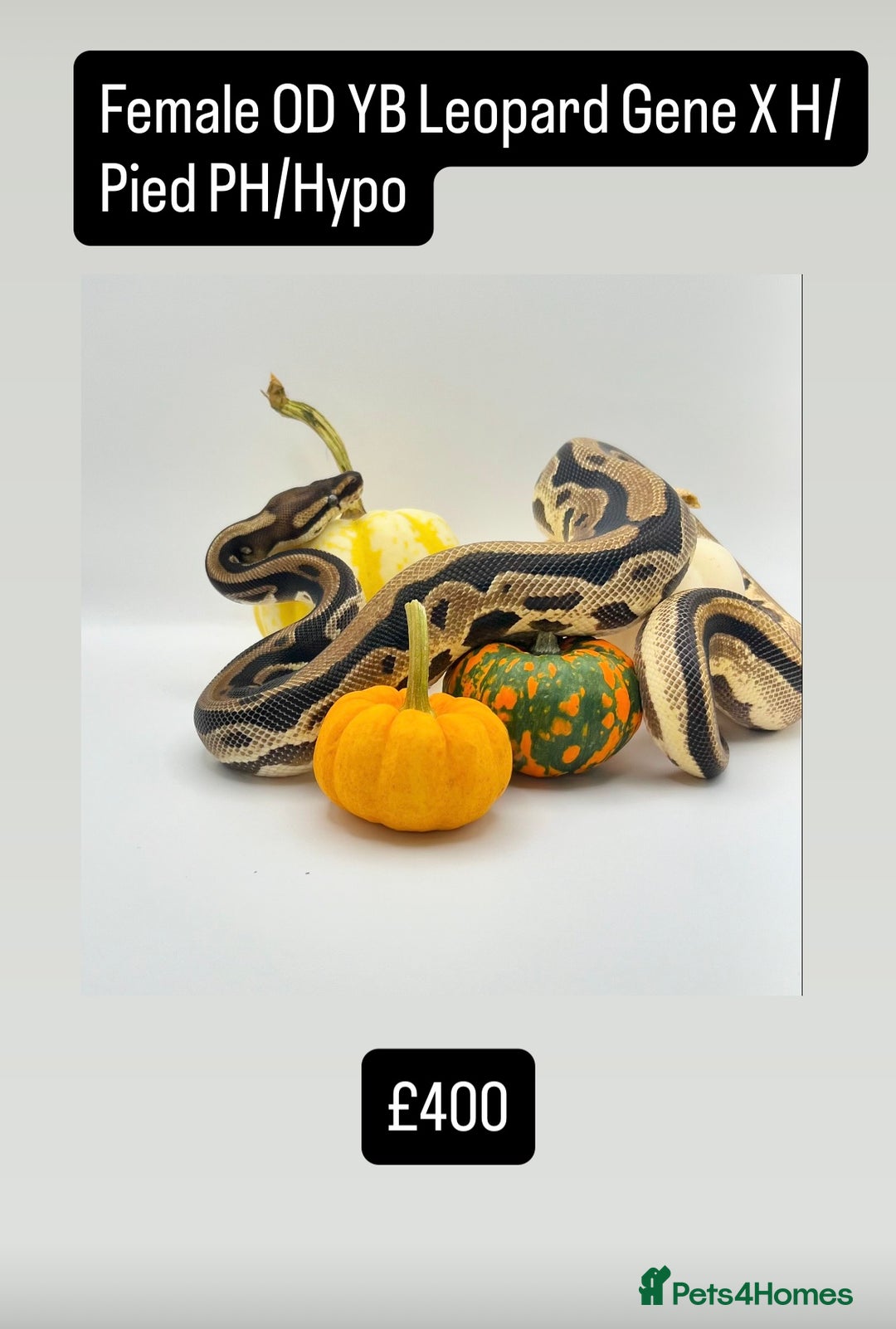Python Snake reptiles for sale: Royal pythons for sale - Image 7