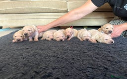 Golden Retriever dogs for sale: Pedigree Golden Retriver Puppies - Image 10