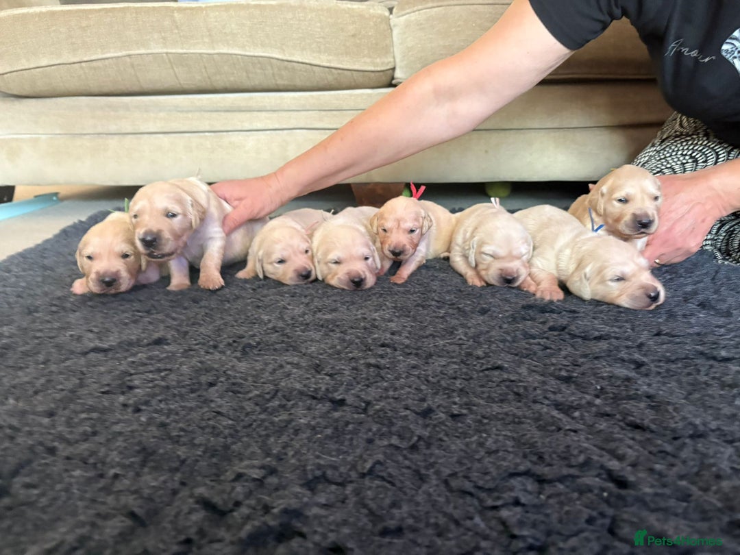 Golden Retriever dogs for sale: Pedigree Golden Retriver Puppies - Image 10