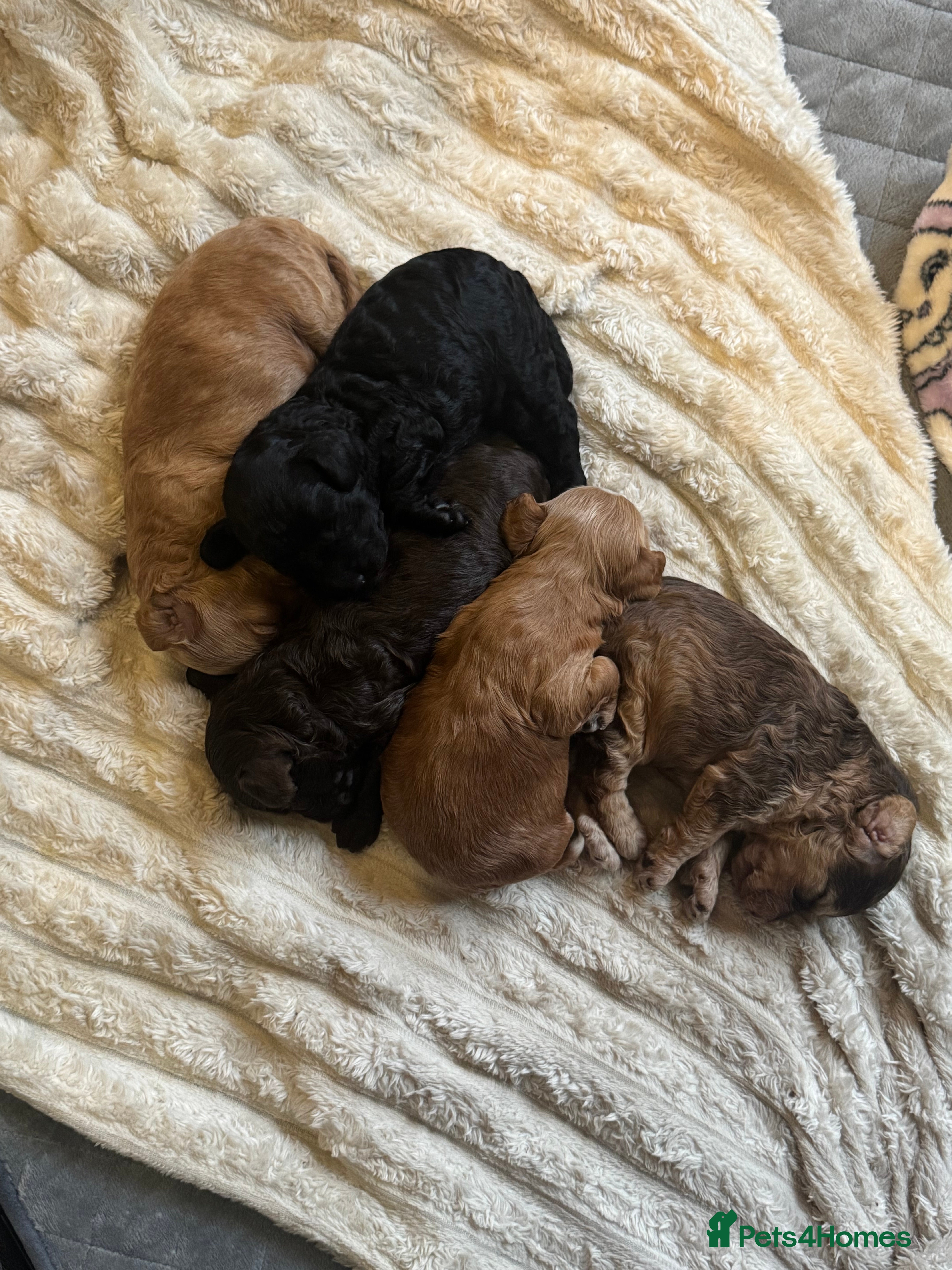 Cockapoo dogs Beautiful F1b toy cockapoos  - Advert 7