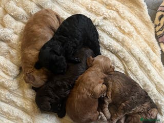 Cockapoo dogs Beautiful F1b toy cockapoos - Advert 7