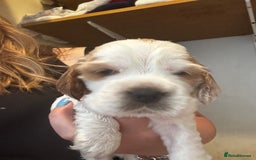 Cocker Spaniel dogs for sale: COME AND MEET US NOW Outstanding  show type - Image 26