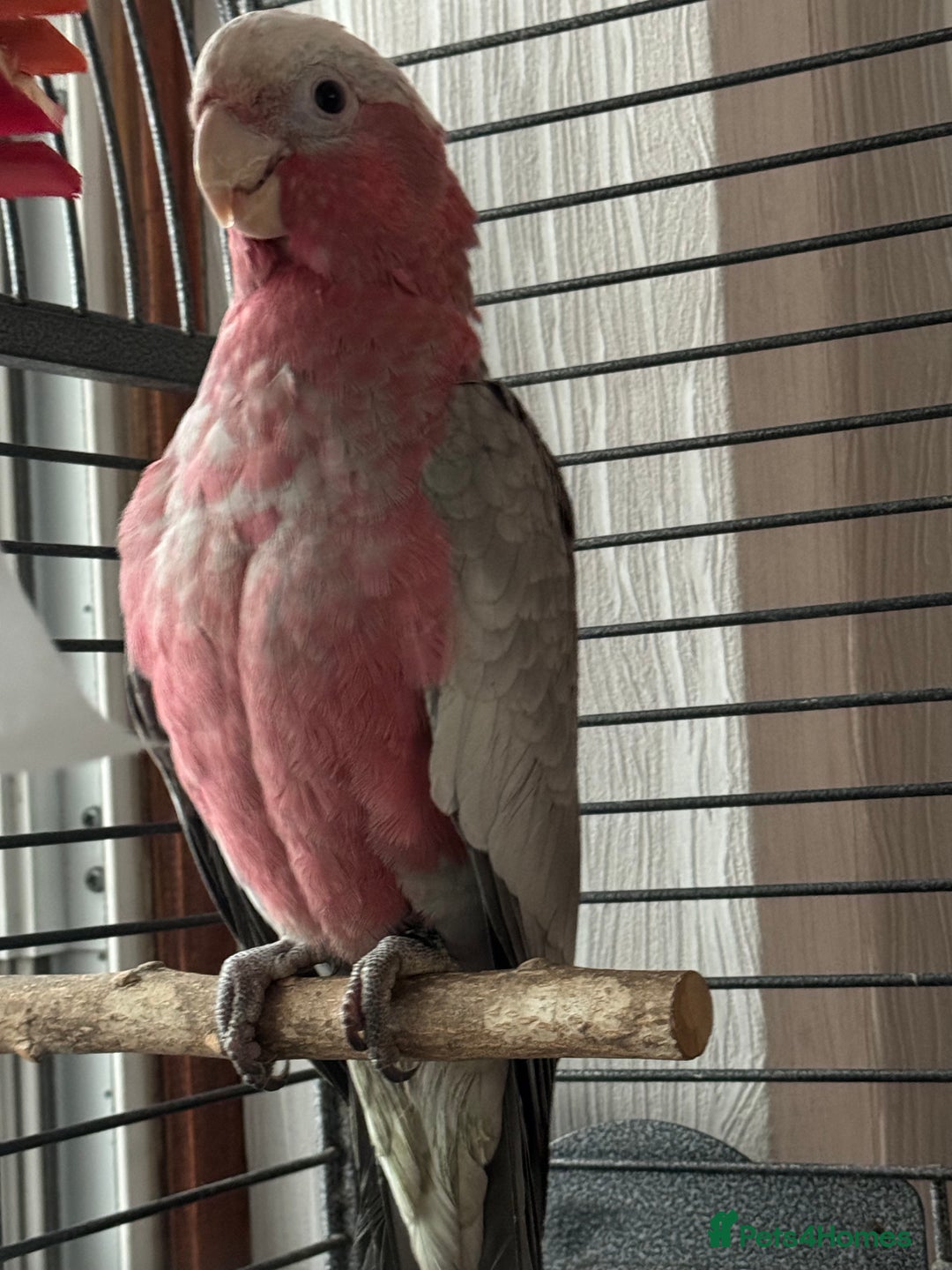 Cockatoo birds for sale: baby galah cockatoo - Image 2