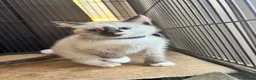 Ragdoll cats for sale: 2 beautiful ragdoll cross girls  - Advert 5