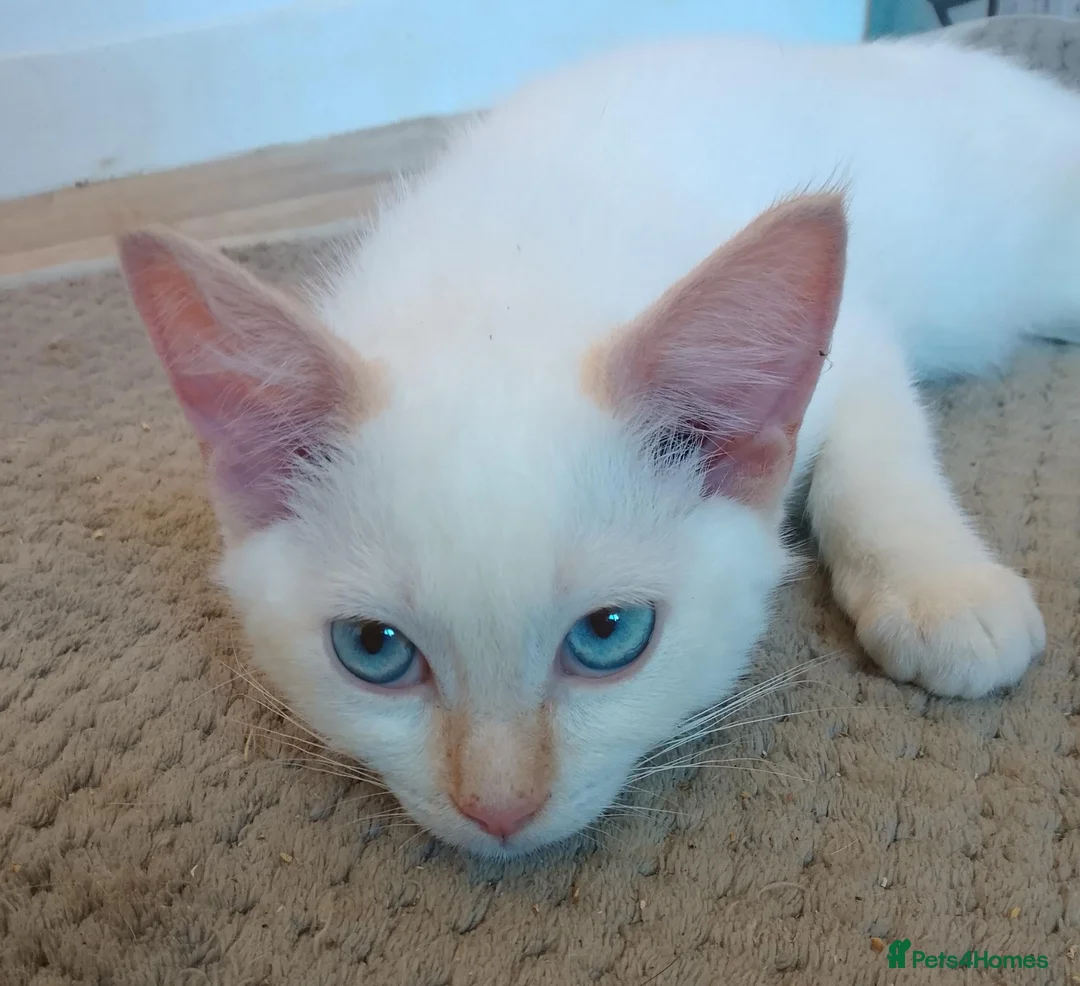 Mixed Breed cats for sale: Beautiful 3/4 Ragdoll Kittens  - Advert 2