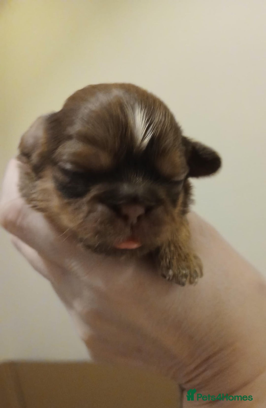 Shih Tzu dogs for sale: 🍫CHOCOLATE KC REG IMPERIALS BEST LINES🍫 - Advert 15
