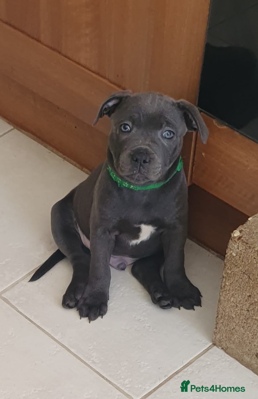 Staffordshire Bull Terrier dogs 1 AMAZING BOY LEFT!!! - Advert 1