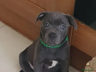 Staffordshire Bull Terrier dogs 1 AMAZING BOY LEFT!!! - Advert 1