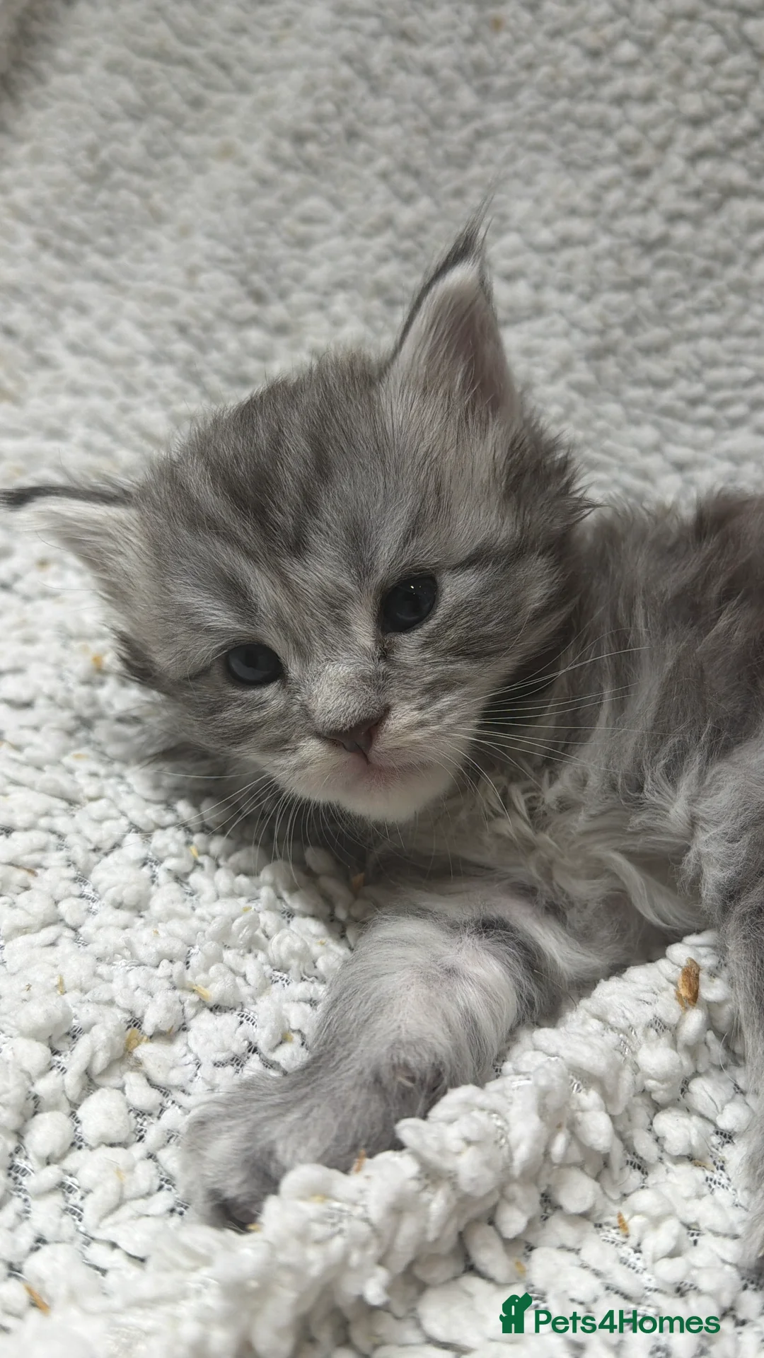 Maine Coon cats for sale: Beautiful maine coons - Advert 8