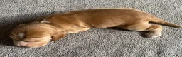 Cocker Spaniel dogs for sale: Show Type Cocker Spaniel Puppies - Advert 17