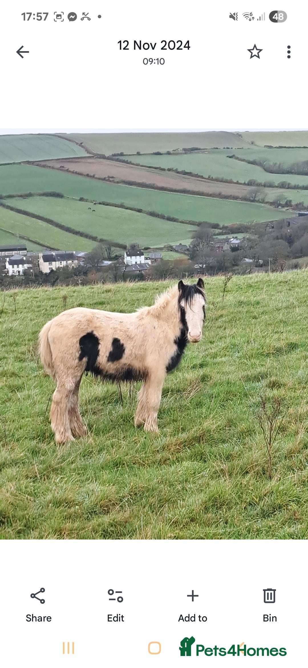 Shire horses for sale: Mini black and white cob - Advert 5