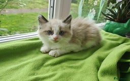 Ragdoll cats for sale: Ragdoll/Siamese Beautifull kitten +chip - Image 8