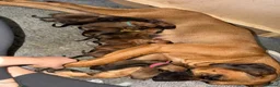 Rhodesian Ridgeback dogs for sale: Bred for beauty. Build and temperament. in Market Drayton - Advert 24