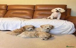 Poochon dogs for sale: Poochon puppies ready now  - Image 4