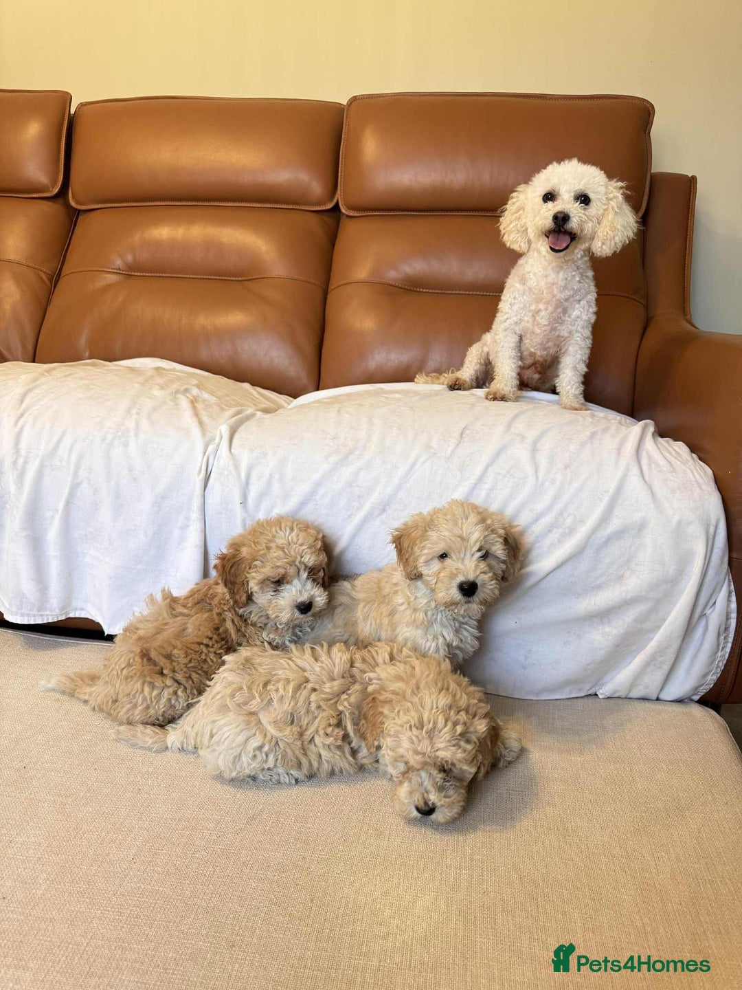 Poochon dogs for sale: Poochon puppies ready now  - Image 4