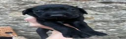 Labrador Retriever dogs for sale: Beautiful KC black Labrador puppies in Scarborough - Advert 4