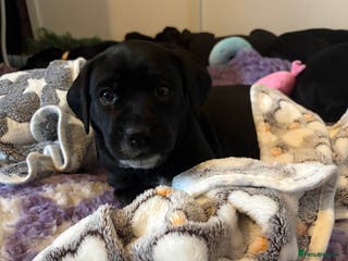 Mixed Breed dogs Beautiful Dalmador (lab X Dalmatian) puppies..! - Advert 3