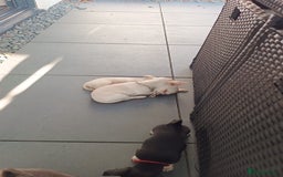 Chihuahua dogs for sale: 🐾Adorable Chihuahua Puppies Need 4ever Homes🐾 - Image 3