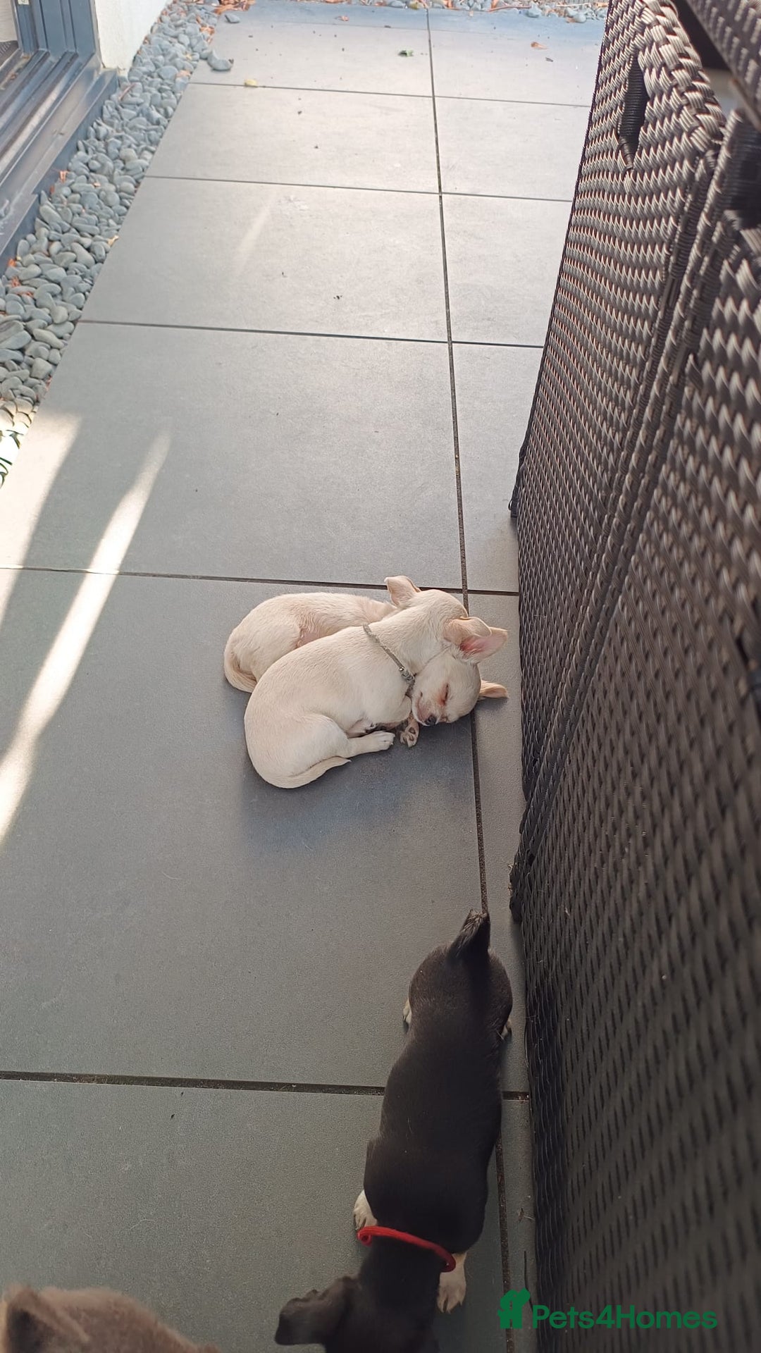 Chihuahua dogs for sale: 🐾Adorable Chihuahua Puppies Need 4ever Homes🐾 - Image 3