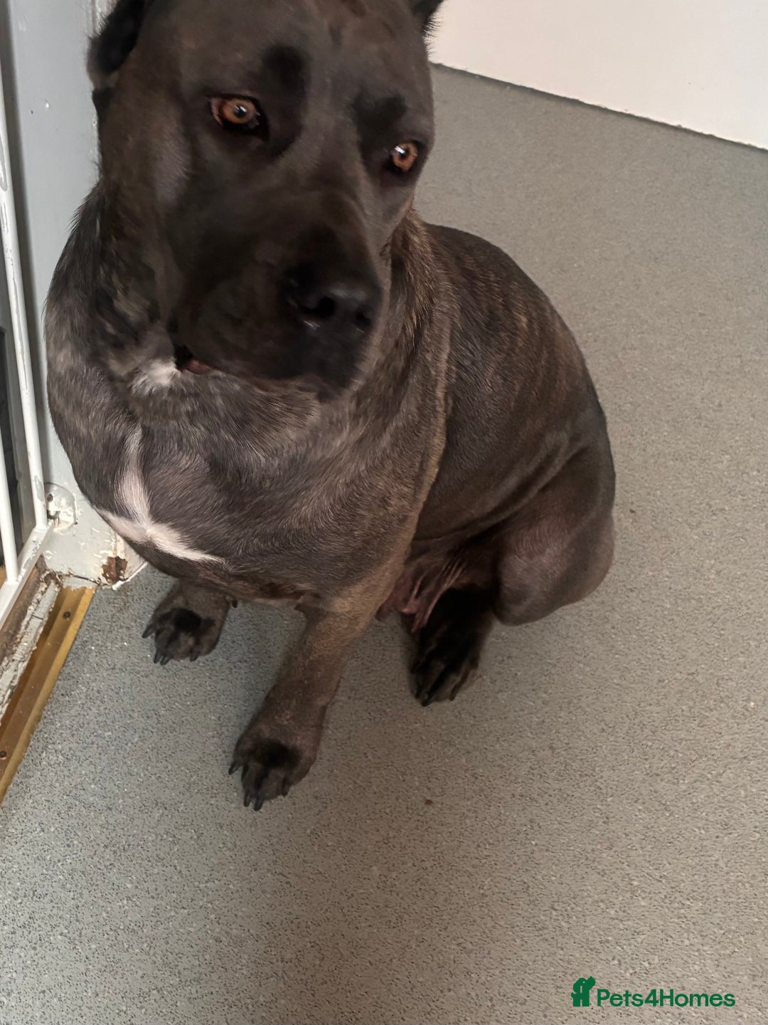 Cane Corso dogs for sale: 2 beautiful cane corso  - Advert 7