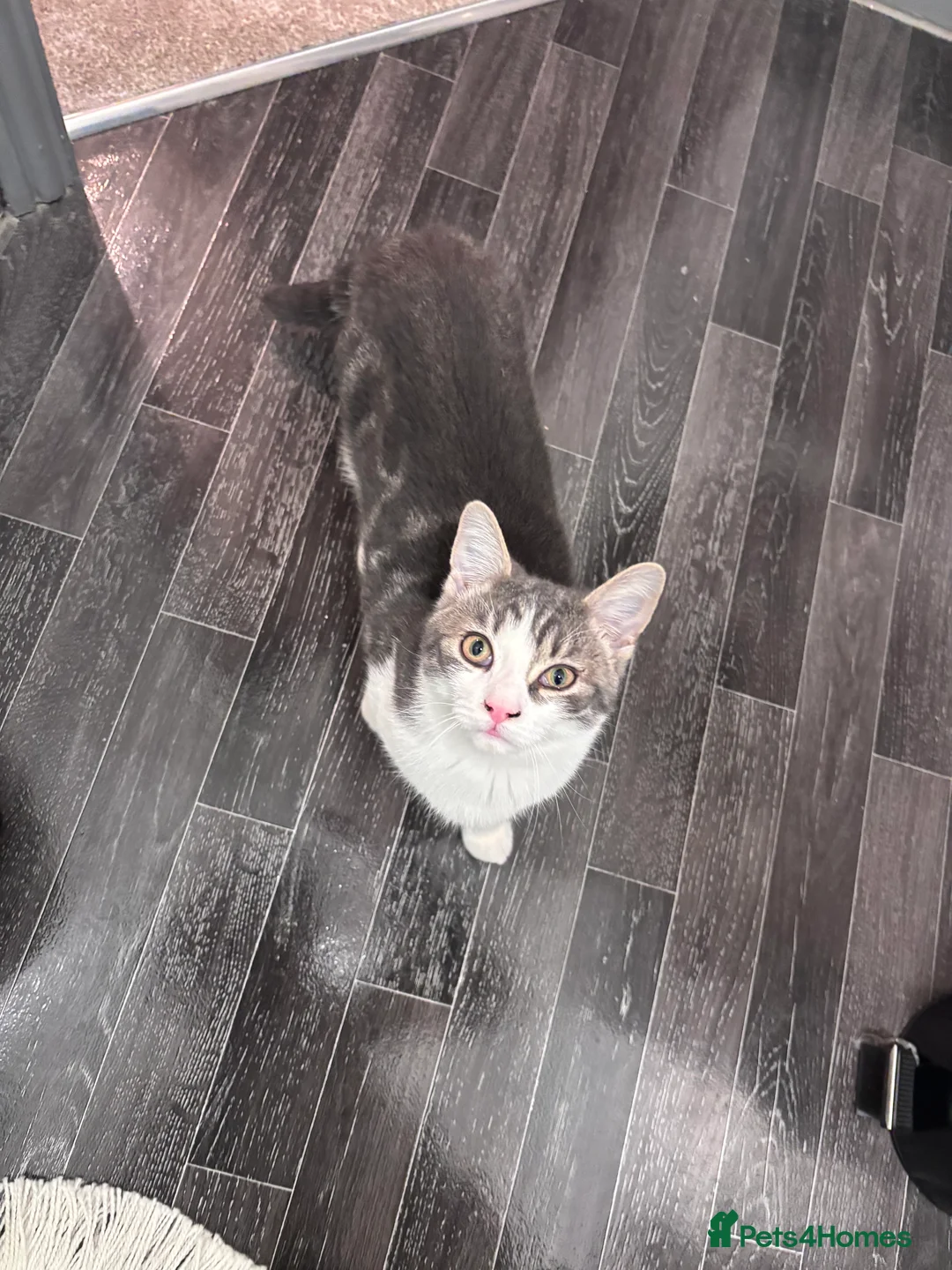 Domestic Shorthair cats for sale: Looking to re-home our bonded pair - Advert 6