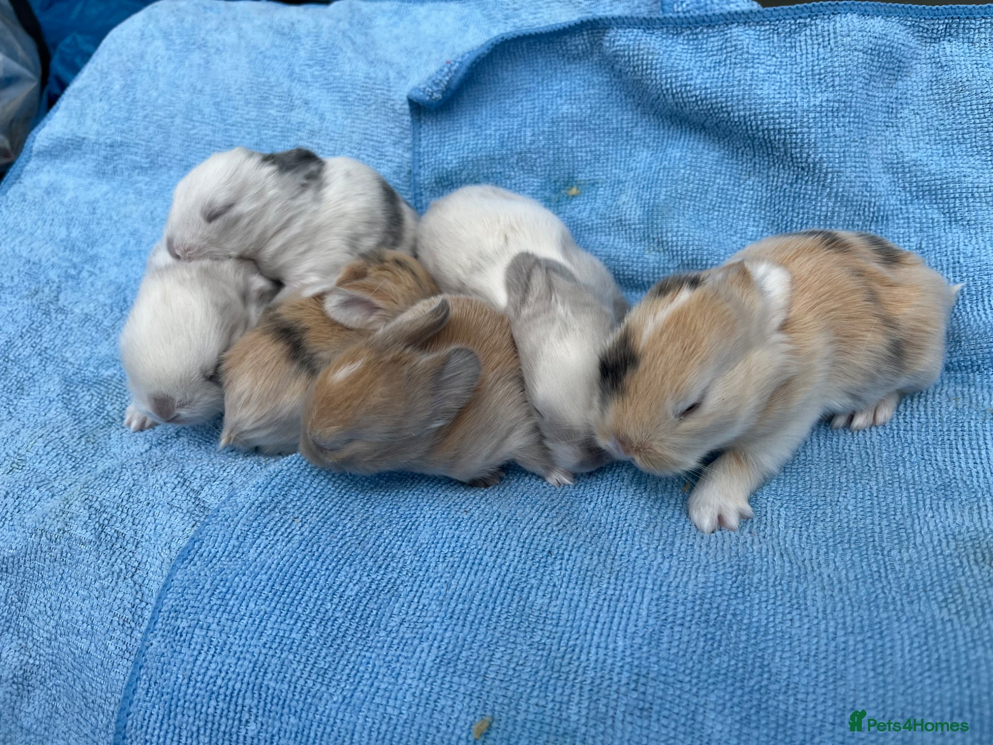Mini Lop rabbits Stunning mini lops for sale  - Advert 4