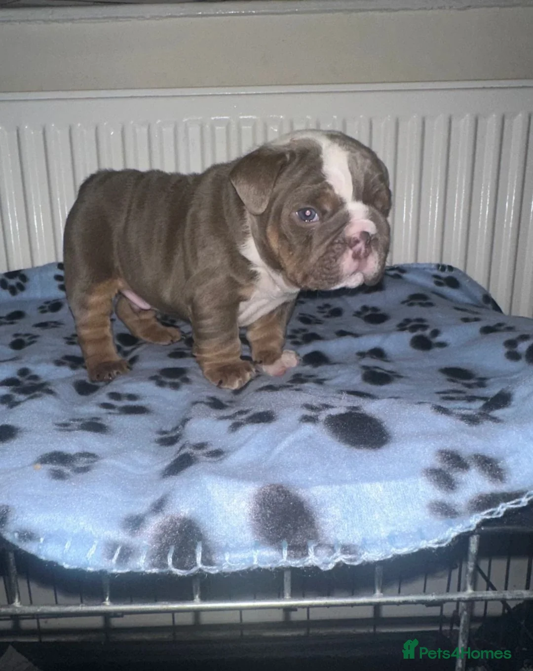 English Bulldog dogs for sale: English Bulldog Puppies for Sale – 2 Girls & 1 Boy in London - Advert 2