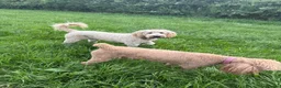 Mixed Breed dogs for stud: Standard F1 Goldendoodle for stud in Preston - Advert 2