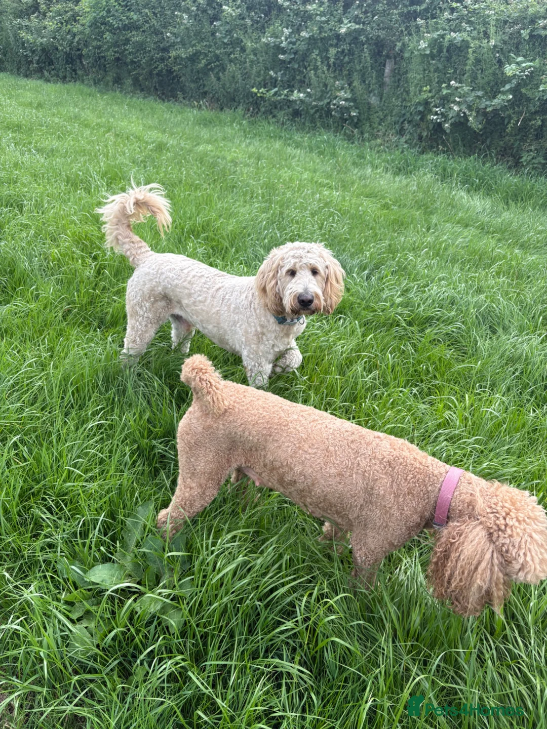 Mixed Breed dogs for stud: Standard F1 Goldendoodle for stud in Preston - Advert 2