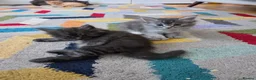 Maine Coon cats for sale: Gorgeous Playful Maine Coon x Ragdoll Mix Kittens - Advert 24
