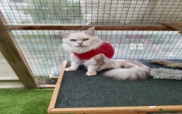 Maine Coon cats for sale: Beautiful NEUTERED girl XXL - Image 4
