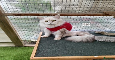 Maine Coon cats - Advert 4