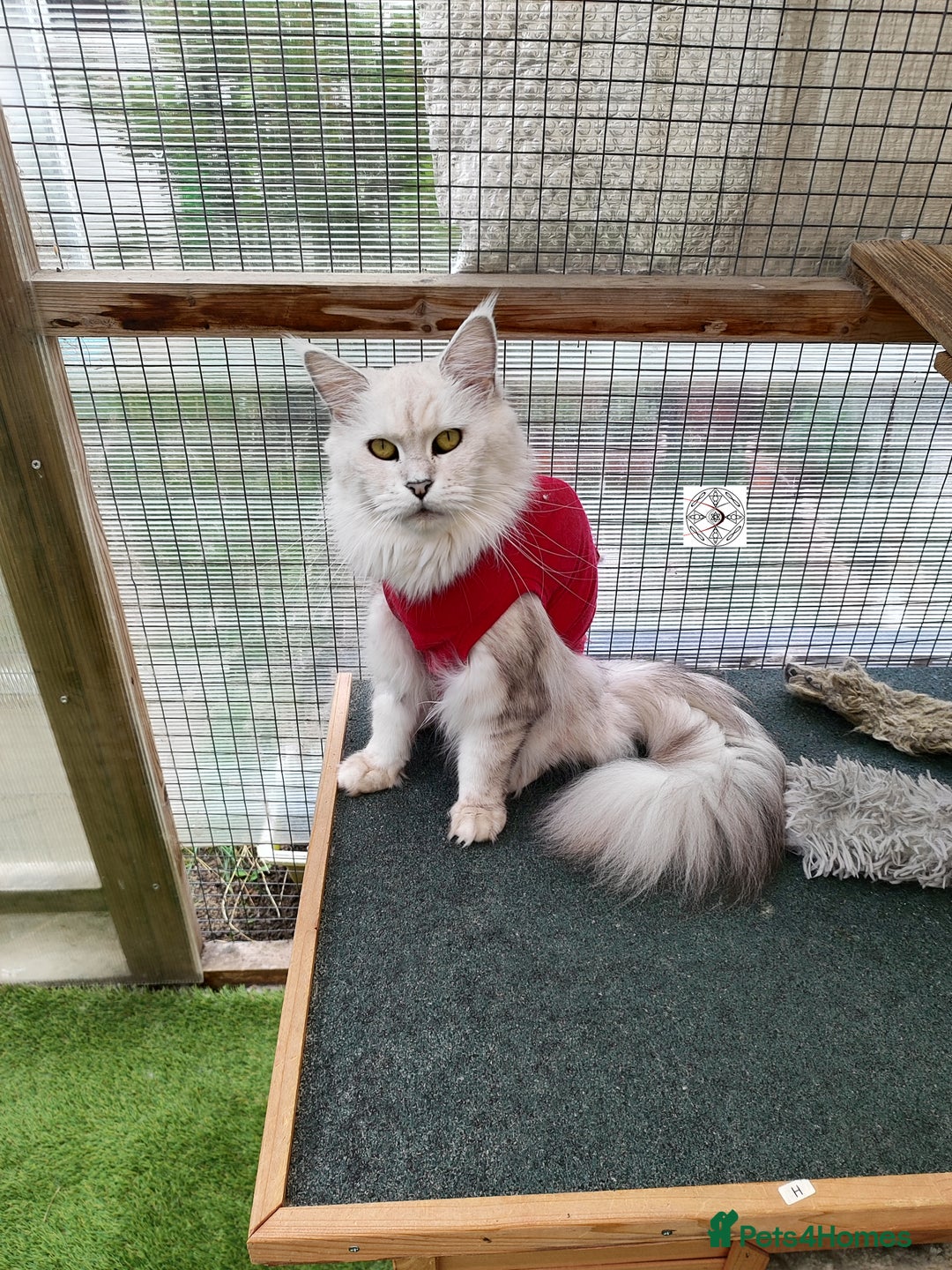 Maine Coon cats for sale: Beautiful NEUTERED girl XXL - Image 4