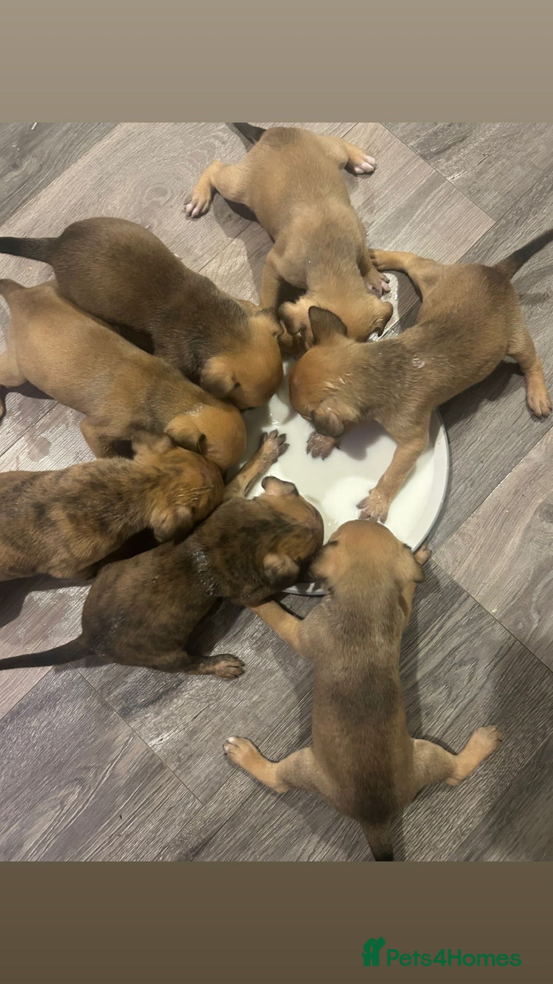 Staffordshire Bull Terrier dogs for sale: 3 staffy puppies  - Image 3
