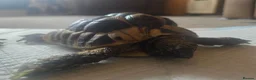Hermann Tortoise reptiles for sale: Hermann tortoise female 7 years old  - Advert 1