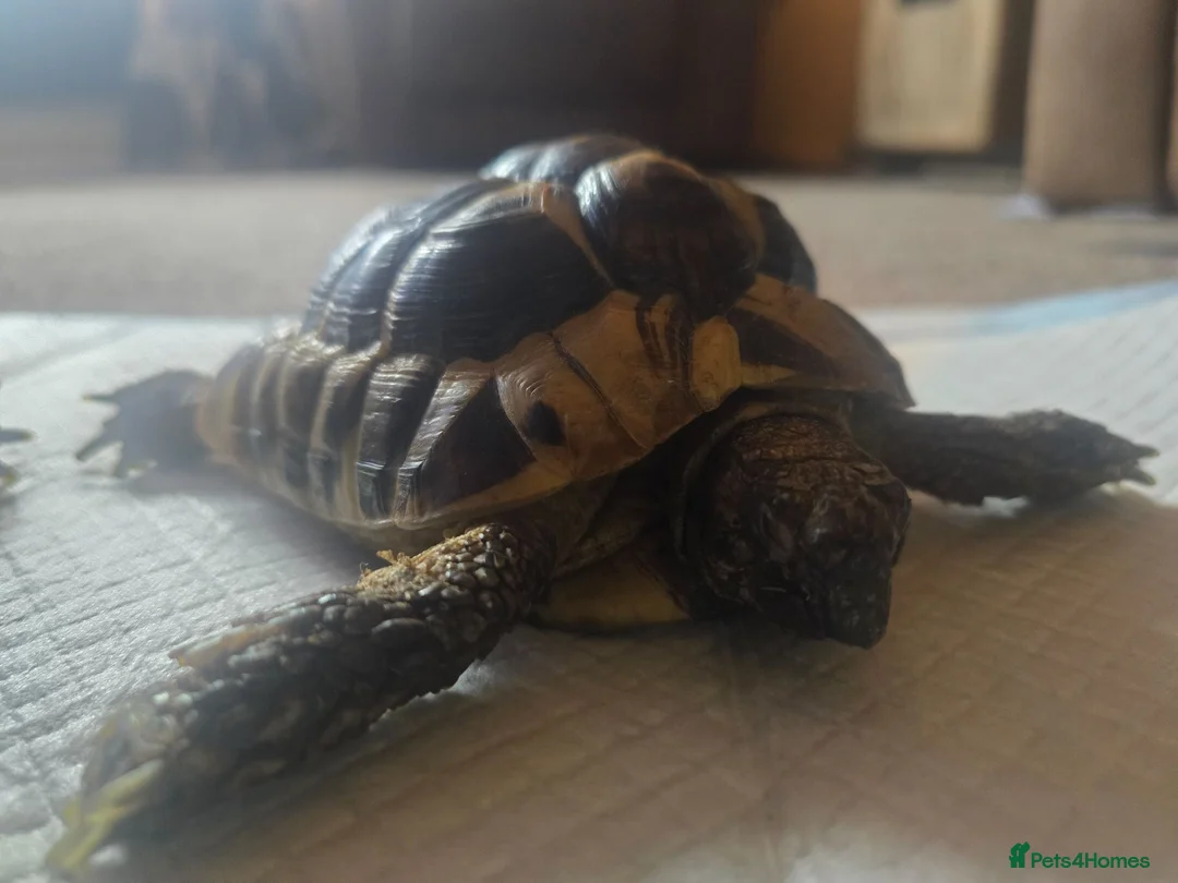Hermann Tortoise reptiles for sale: Hermann tortoise female 7 years old  - Advert 1