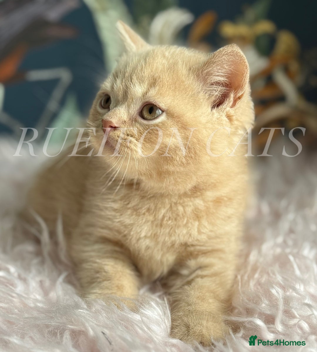 British Shorthair cats for sale: British Shorthair kittens GCCF registered - Image 6