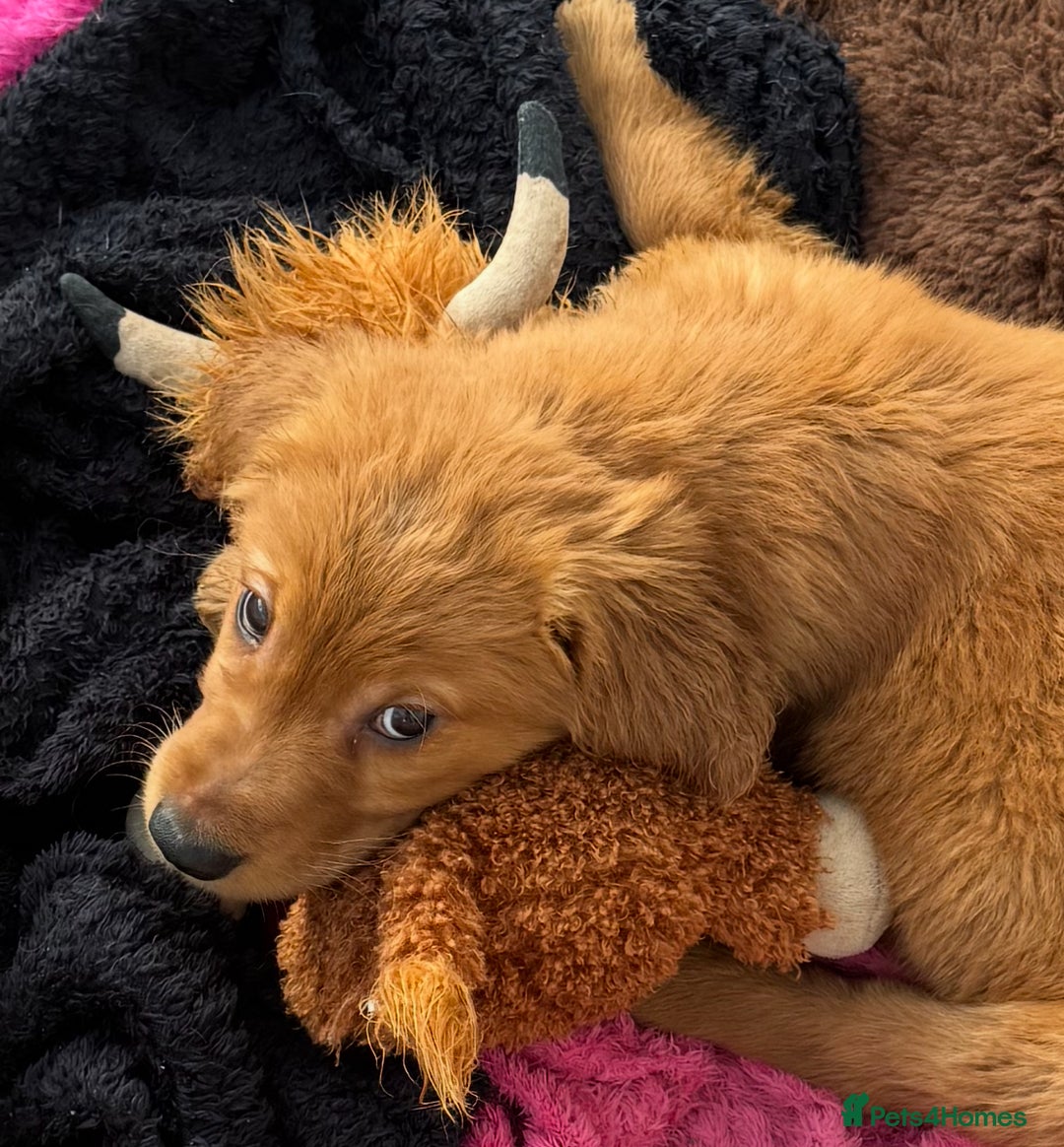 Golden Retriever dogs for sale: KC health checked outstanding temperaments  - Advert 25