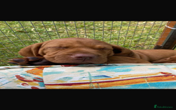 Hungarian Vizsla dogs for sale: Hungarian vizsla puppy - Image 2