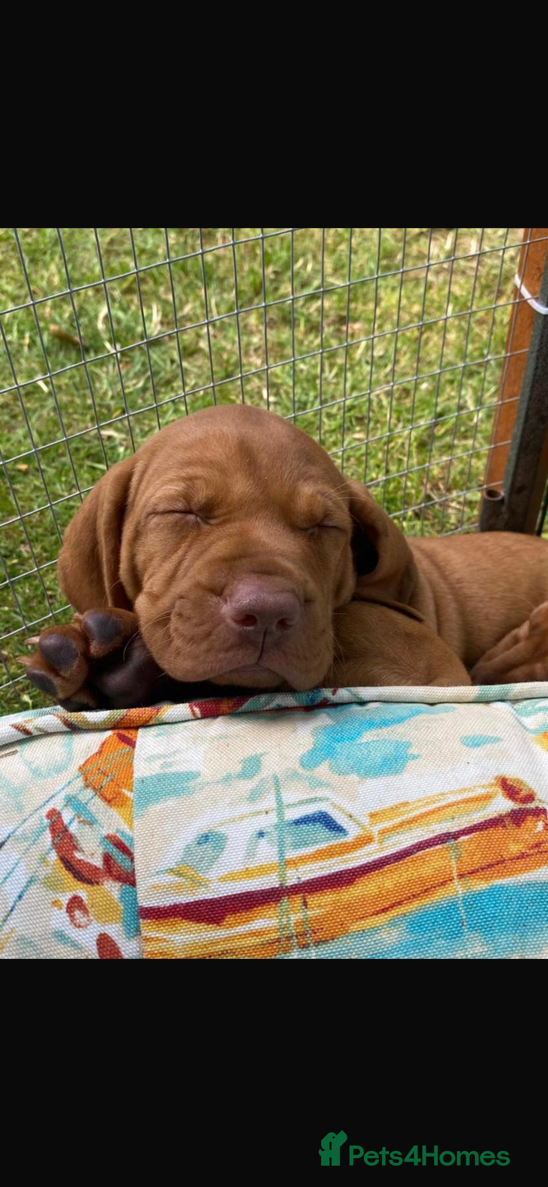 Hungarian Vizsla dogs for sale: Hungarian vizsla puppy - Image 2