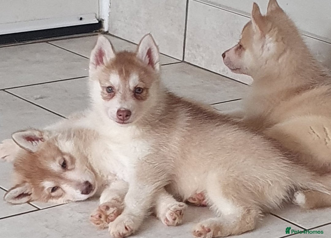 Siberian Husky dogs for sale: KC litter 5* rating by buyers REDUCED  - Image 4