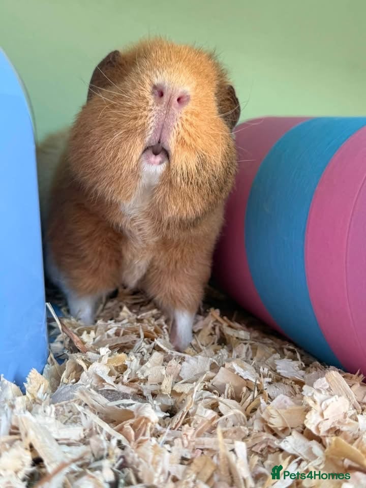 Guinea Pig rodents Teddy guinea pigs  - Advert 2