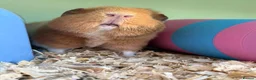 Guinea Pig rodents for sale: Teddy guinea pigs  in Carlisle - Advert 2