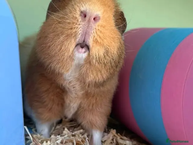 Guinea Pig rodents Teddy guinea pigs - Advert 2