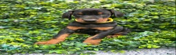 Dobermann dogs for sale: KC REGISTERED DOBERMAN ( 11 months old : Intact) - Advert 16