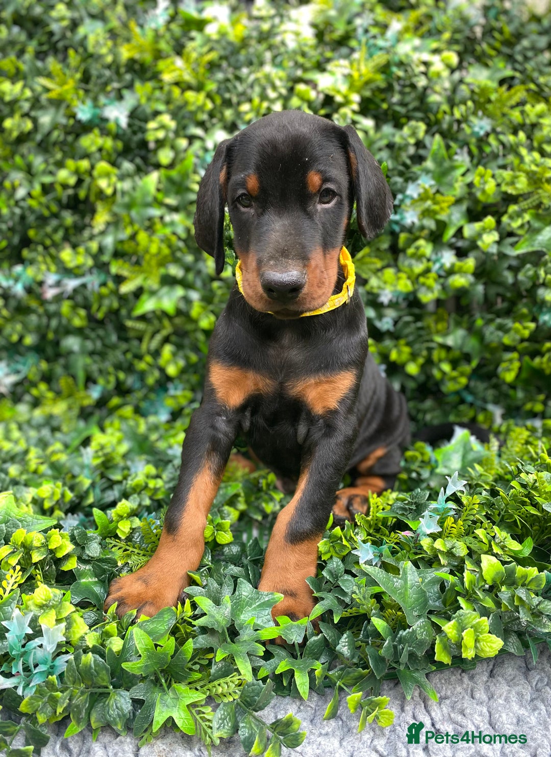 Dobermann dogs for sale: KC REGISTERED DOBERMAN ( 11 months old : Intact) - Advert 16