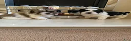 Malshi dogs for sale: Malshi puppies  - Advert 10