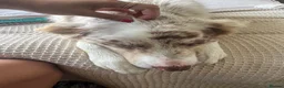 Border Collie dogs for sale: Red merle border collie - Advert 6