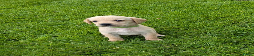 Labrador Retriever Puppy 5